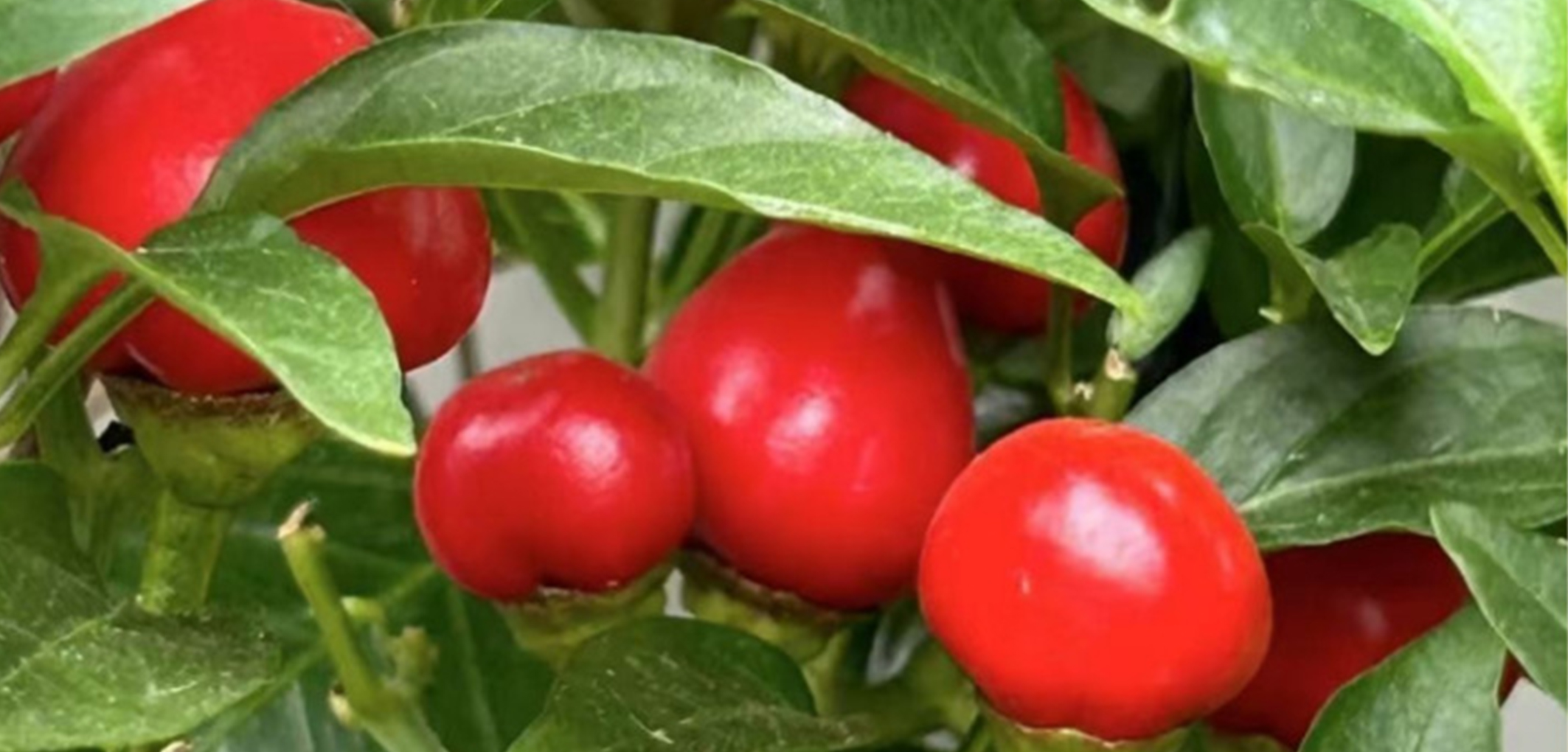 旌阳区大树森林食品经营部