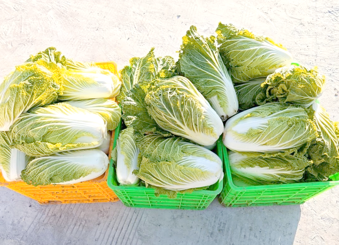 “家常菜”远销海外 “白菜价”翻了几番