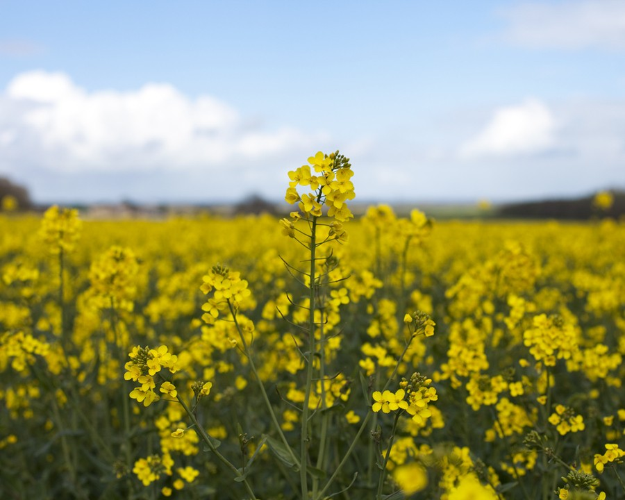 四川邡牌种业有限公司成为四川省首家油菜领域国家级“育繁推一体化”种业企业