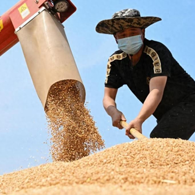 德阳农业产业平台——“天府粮仓”夏收见闻
