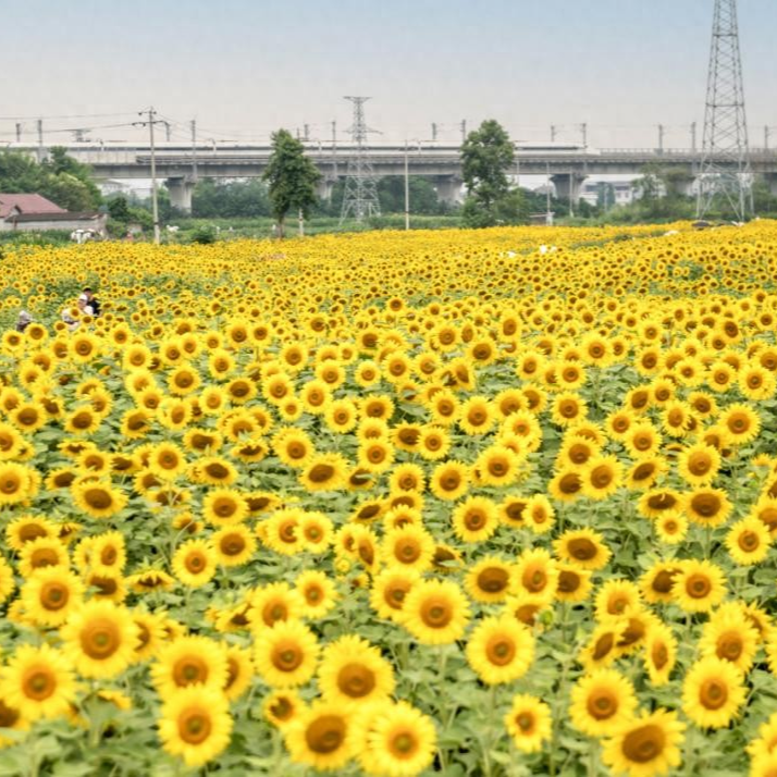 德阳农业产业平台——什邡200亩葵花海上线，快来赴一场夏日田园之约