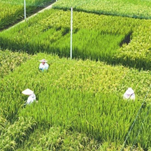 德阳农业产业平台——一亩田 一粒种 一个圈 沃野里种出新丰景