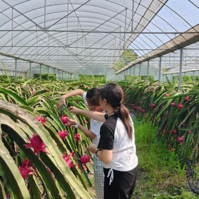 德阳农业产业平台——采摘季来袭！德阳文旅名村30亩“中国红”火龙果抢鲜上市