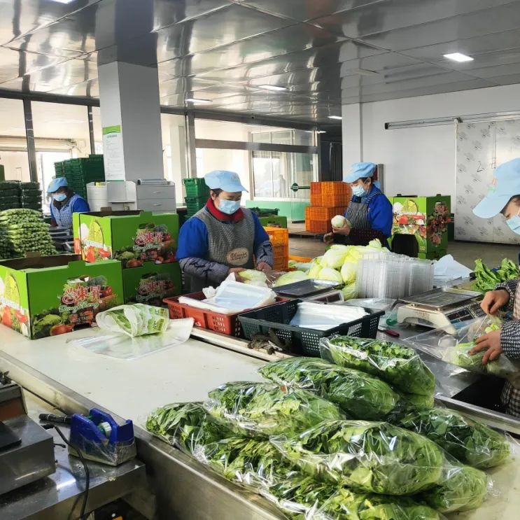 德阳农业产业平台——走出国门！德阳这家农场的蔬菜卖得好火爆