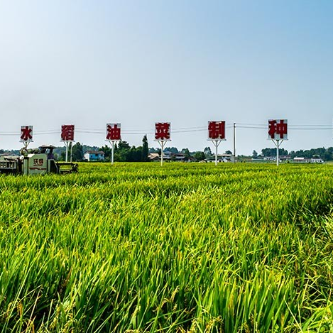 德阳农业产业平台 ——德阳罗江：稻谷“芯片”开收！良田美景绘就振兴画卷