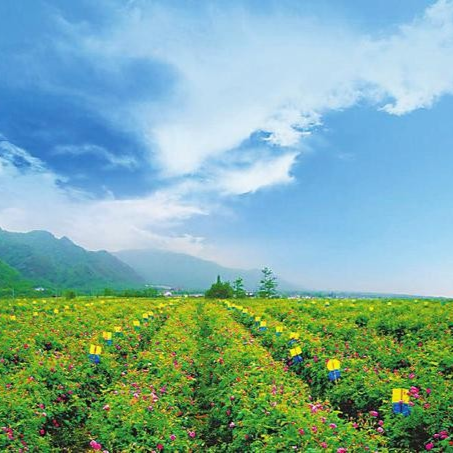 德阳农业产业平台——阳光交易赋能乡村 激活市场聚势增收 德阳农交所各项工作稳中有进、质效双升 