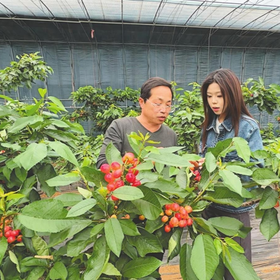 德阳农业产业平台——招远夏甸镇因地制宜发展特色果蔬产业“三色”农品助力乡村振兴