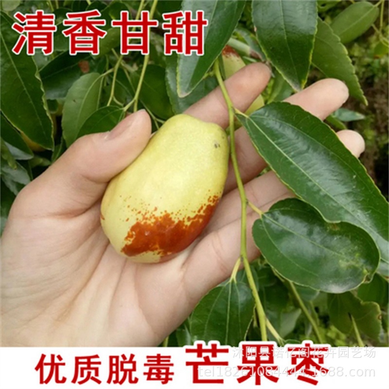 芒果枣蜂蜜罐罗江贵妃枣苗 枣子树苗嫁接甜枣苗 贵妃枣树当年结果